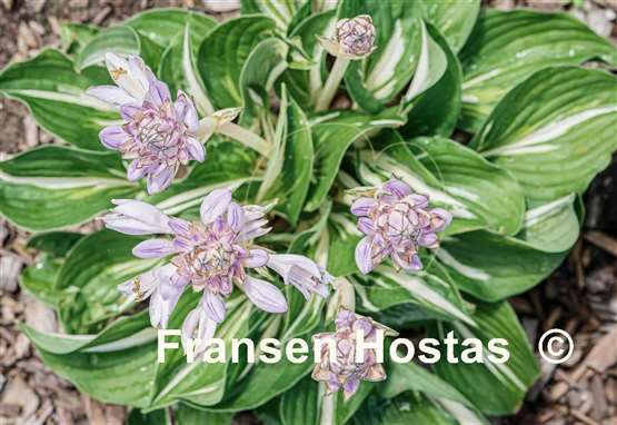 Hosta Sting